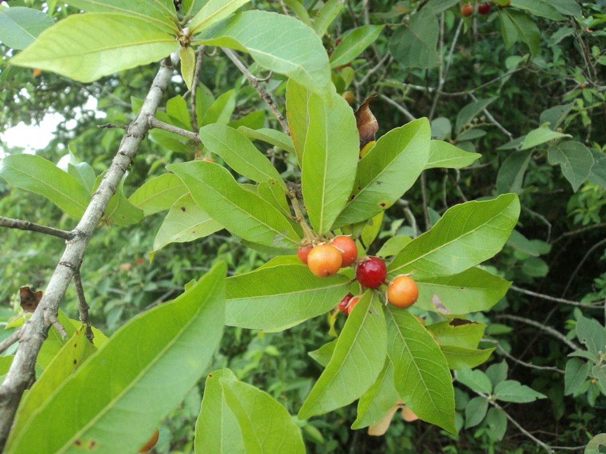 Hugonia ferruginea Wight & Arn.